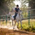 Study of ridden and unridden horse behaviour in an arena