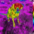 Dog through a thermal imaging camera