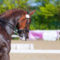 Best method to cool a hot horse