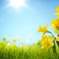 Daffodils in spring