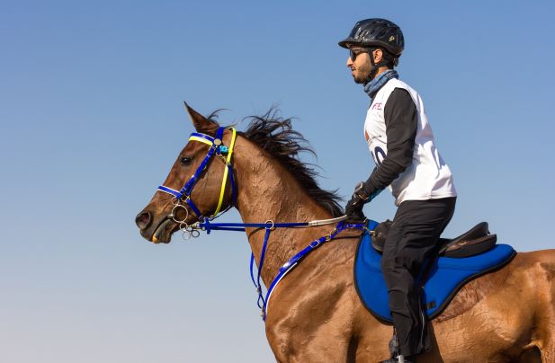 New research on eliminations in British National endurance rides