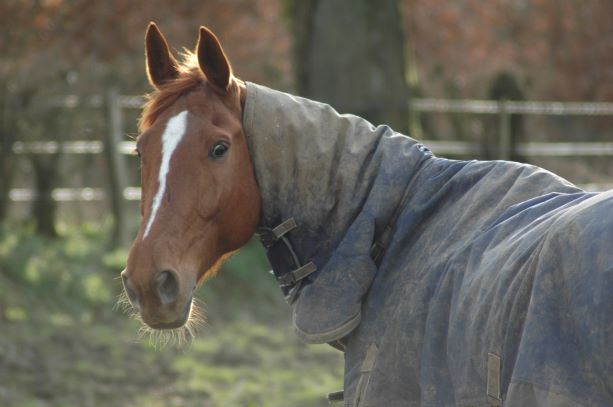 Podcast – Rugging Your Horse – Dr David Marlin