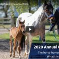 World Horse Welfare