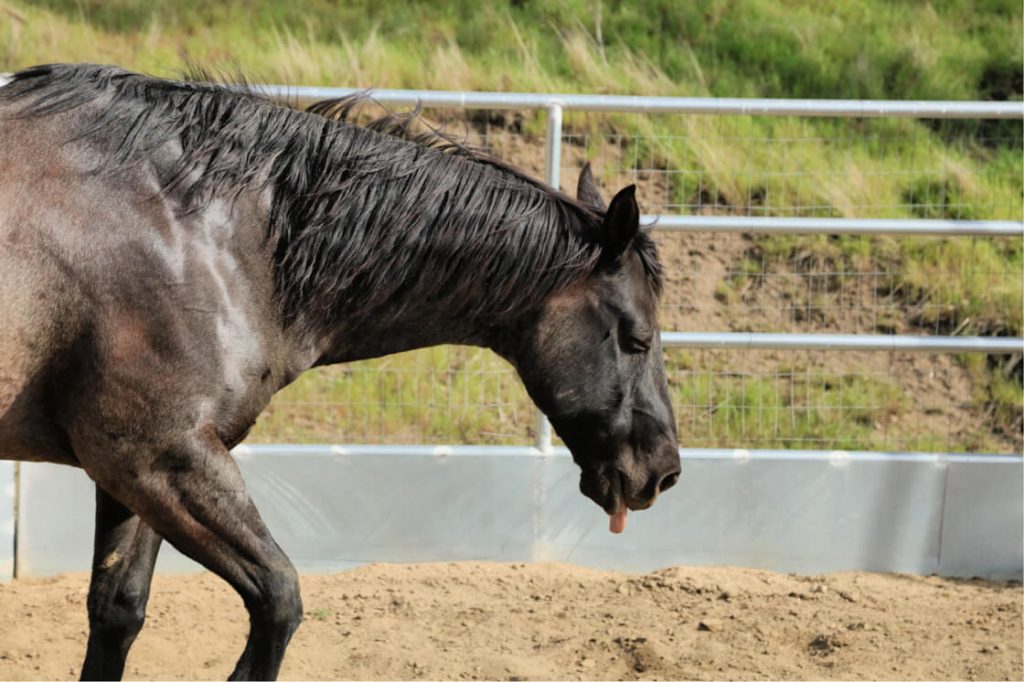 Horse coughing