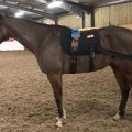 Equiband system with Dr Gillian Tabor