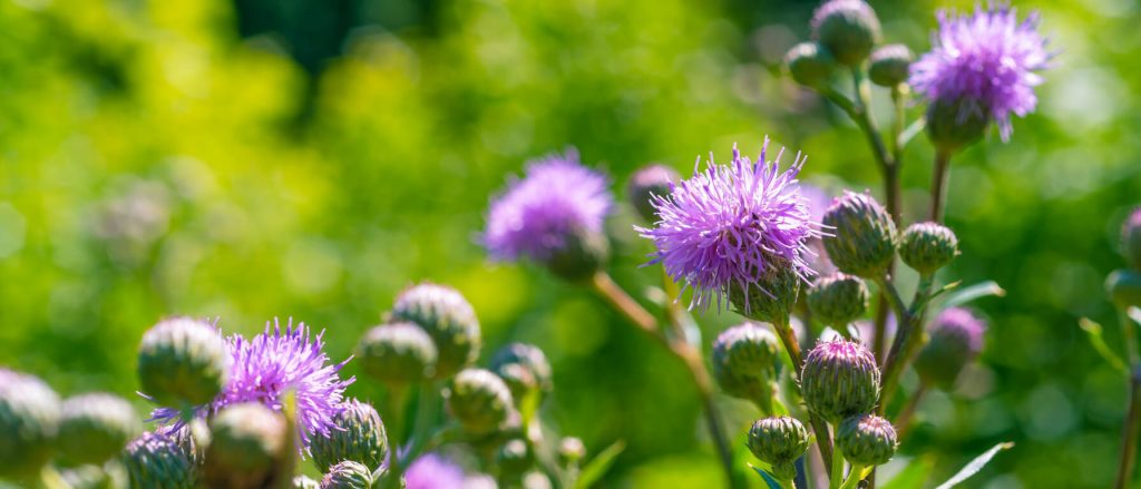 Research Review - Influence milk thistle Silybum Marianum