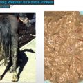 Worming webinar by Dr Kirstie Pickles thumbnail