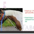 The Chambon by Dr. Gillian Tabor video thumbnail
