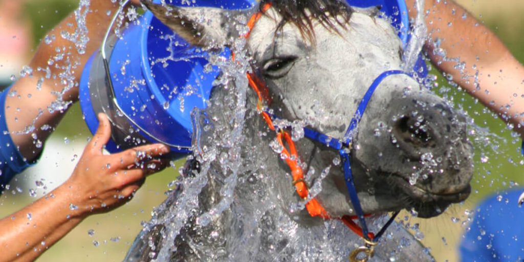 Horse being cooled down after exercise