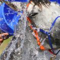 Horse being cooled down after exercise