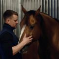 Walking horses that are tying-up