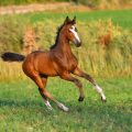 Foal galloping in the field