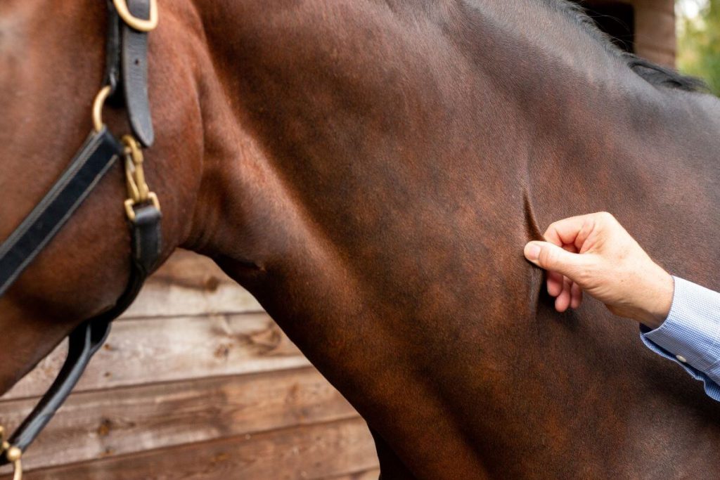 Pinch test for horse hydration