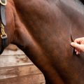 Pinch test for horse hydration