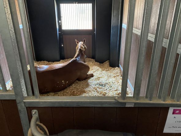 New BEVA Toolkit Helps Vets Plan for Horses on Box Rest
