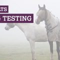 Fly rugs testing - The results