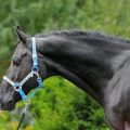 Headcollar Safety
