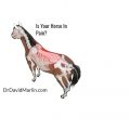 Horse pain diagram