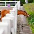 Laminitis grass eating