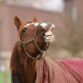 Rugged horse