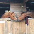 Nose-to-nose contact