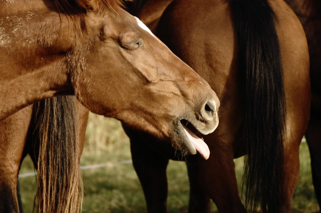 Why does your horse cough?