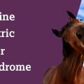 Equine Gastric Ulcer Syndrome
