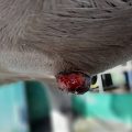 Sarcoids with Dr kirstie Pickles