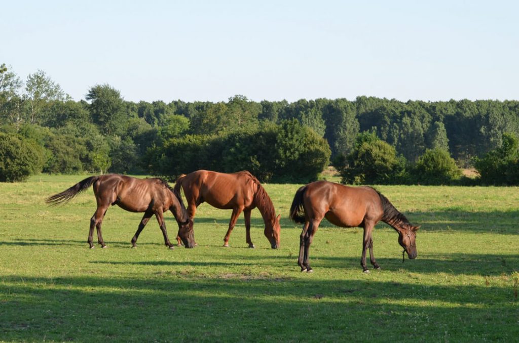 Handling Competition Horses With Grazing Issues Reference: Friends Forage Freedom Uk And Ireland Study Links 3Fs Management