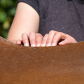 horse back, spine, back massage