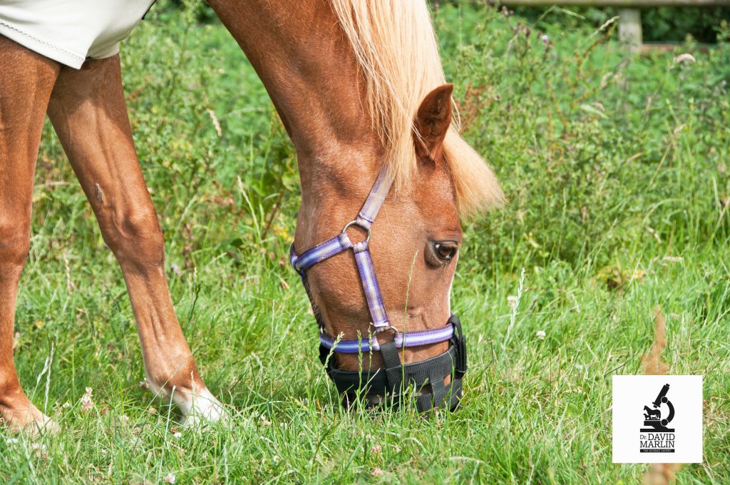 Grazing muzzle grass