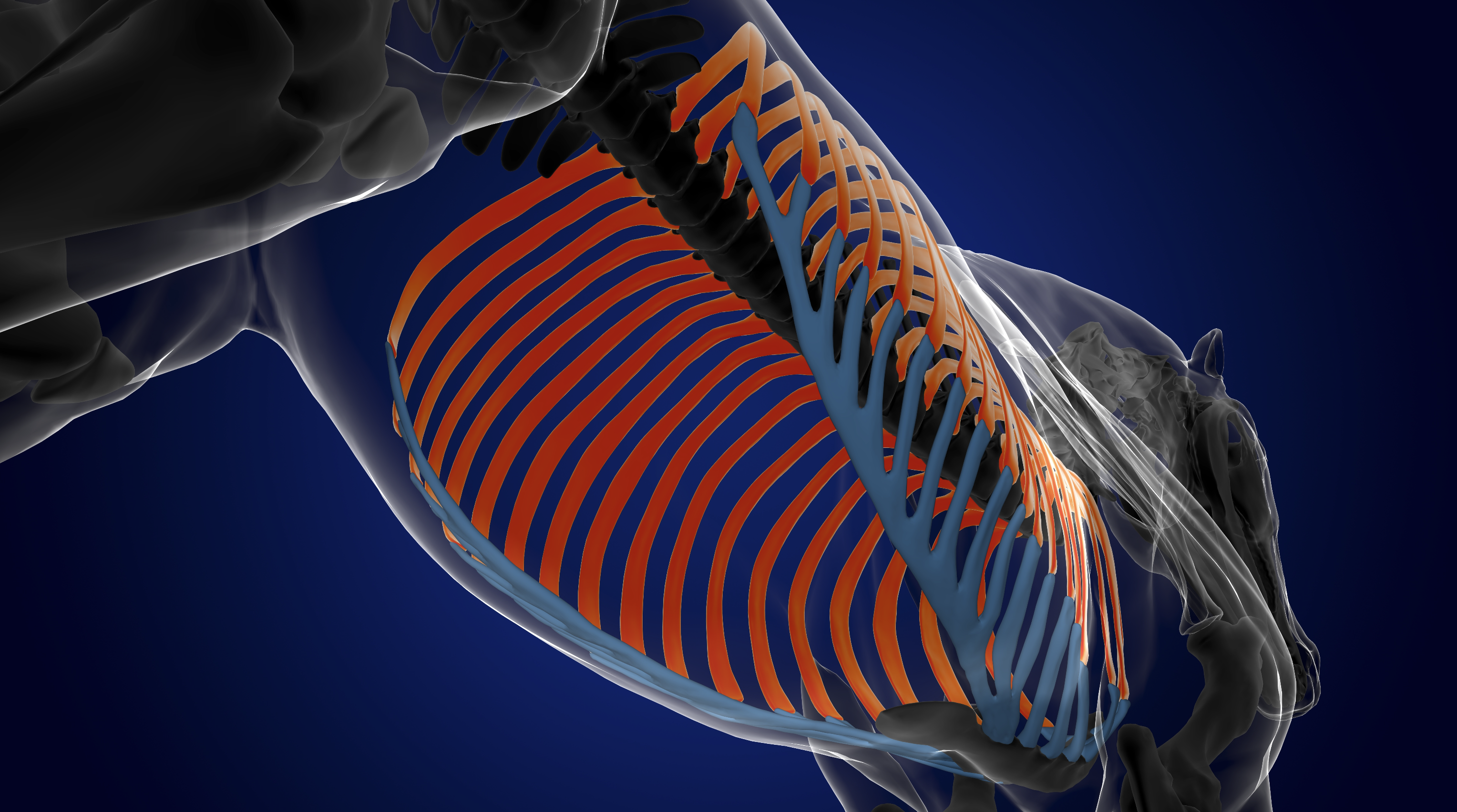 Blog - Fascia, Nerves and Ribs: Entrapment, Restriction and Imbalances ...