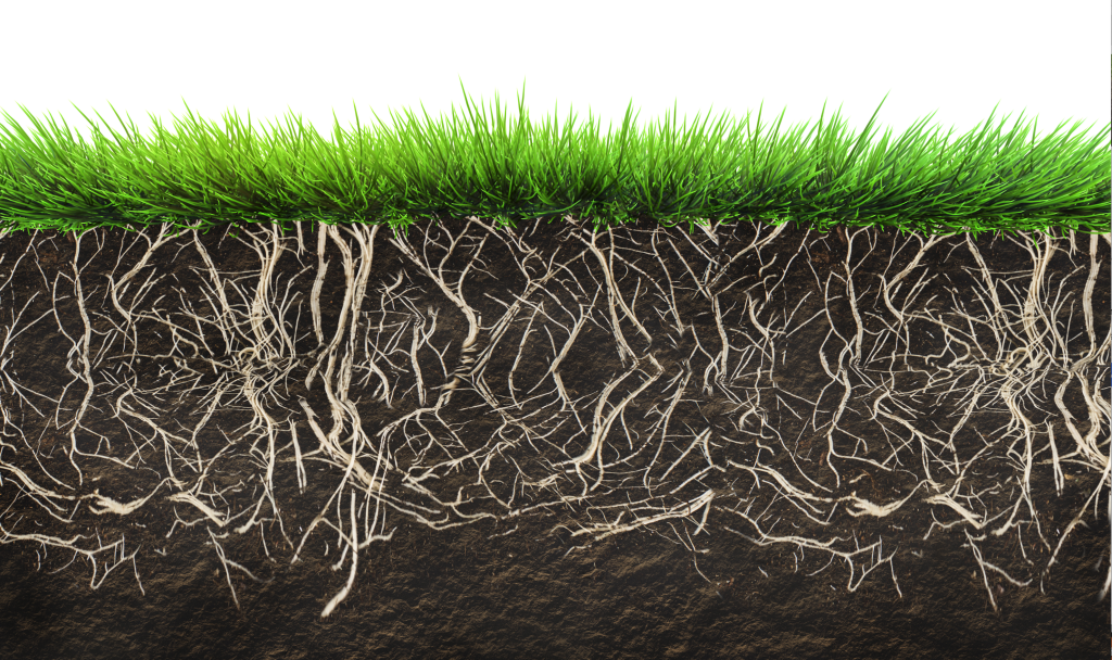 What Should You Sow When Overseeding Your Paddocks?