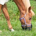 Grazing muzzle grass
