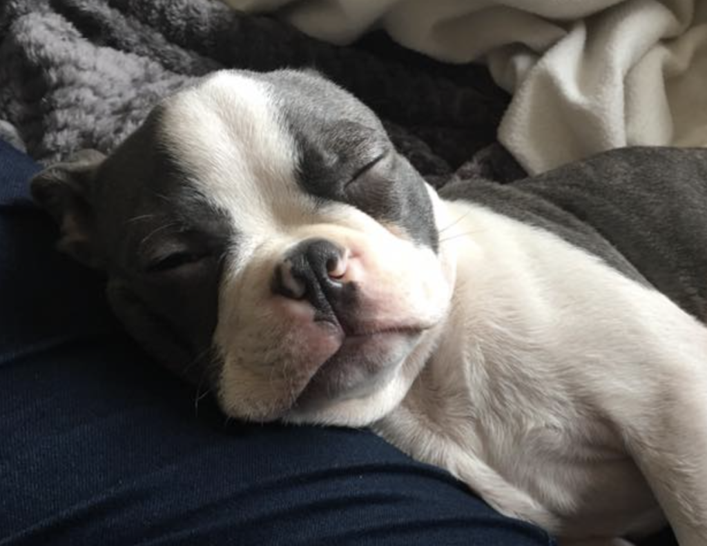 Are You Disturbing Your Dog’s Sleep? New Research Investigates