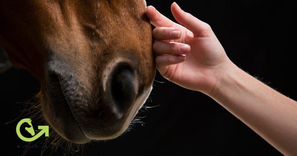 New Study Finds Horses May Help Reduce Stress in Autistic Children