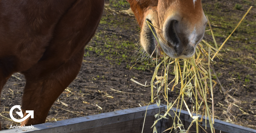 New Research Reveals How Quickly Horses Adapt to Haylage Changes